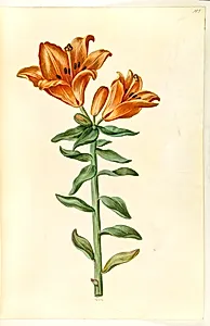 Lilium bulbiferum (brand-lilje) by Hans Simon Holtzbecker