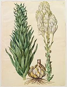 Lilium candidum (madonna-lilje) by Hans Simon Holtzbecker