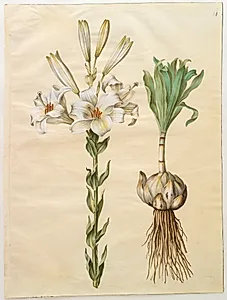 Lilium candidum (madonna-lilje) by Hans Simon Holtzbecker