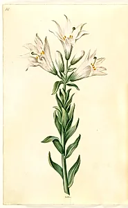 Lilium candidum (madonna-lilje) by Hans Simon Holtzbecker