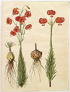 Lilium chalcedonicum (rød turbanlilje)