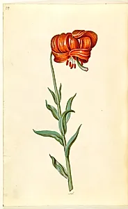 Lilium chalcedonicum (rød turbanlilje) by Hans Simon Holtzbecker