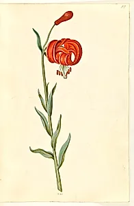 Lilium chalcedonicum (rød turbanlilje) by Hans Simon Holtzbecker