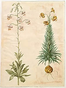 Lilium martagon (krans-lilje); Lilium pyrenaicum (pyrenæisk lilje) by Hans Simon Holtzbecker