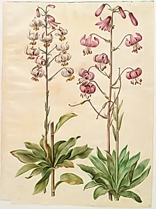 Lilium martagon (krans-lilje) by Hans Simon Holtzbecker
