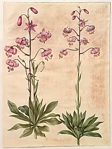 Lilium martagon (krans-lilje) by Hans Simon Holtzbecker