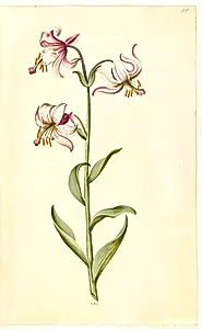 Lilium martagon (krans-lilje) by Hans Simon Holtzbecker