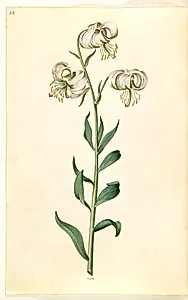 Lilium martagon (krans-lilje) by Hans Simon Holtzbecker