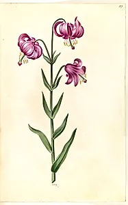 Lilium martagon (krans-lilje) by Hans Simon Holtzbecker