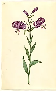 Lilium martagon (krans-lilje) by Hans Simon Holtzbecker