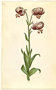 Lilium martagon (krans-lilje) by Hans Simon Holtzbecker
