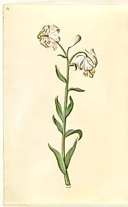 Lilium martagon (krans-lilje) by Hans Simon Holtzbecker