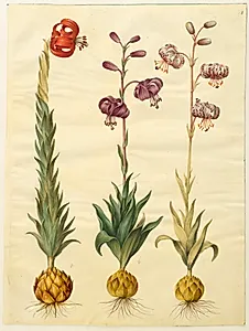 Lilium pomponium (pompon-lilje); Lilium martagon (krans-lilje)
