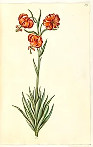 Lilium pomponium (pompon-lilje) by Hans Simon Holtzbecker