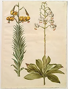 Lilium pyrenaicum (pyrenæisk lilje); Lilium martagon (krans-lilje)