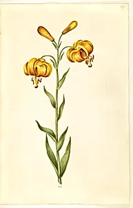 Lilium pyrenaicum (pyrenæisk lilje) by Hans Simon Holtzbecker