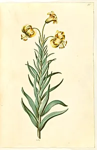 Lilium pyrenaicum (pyrenæisk lilje) by Hans Simon Holtzbecker