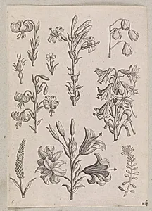 Liljer by Adriaen Collaert