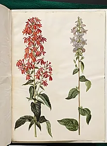 Lobelia cardinalis (kardinal-lobelie); Campanula latifolia (bredbladet klokke) by Hans Simon Holtzbecker
