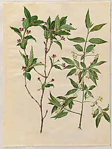 Lonicera alpigena (alpe-gedeblad); Euonymus europaeus (almindelig benved) by Hans Simon Holtzbecker