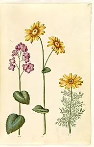 Lunaria annua (judaspenge); Doronicum pardalianches (hjertebladet gemserod); Adonis vernalis (vår-adonis) by Hans Simon Holtzbecker