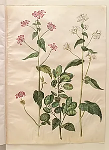 Lunaria annua (judaspenge) by Hans Simon Holtzbecker