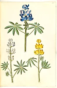 Lupinus pilosus (blå lupin); Lupinus albus (hvid lupin); Lupinus luteus (gul lupin) by Hans Simon Holtzbecker