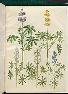 Lupinus pilosus (blå lupin); Lupinus luteus (gul lupin); Lupinus angustifolius (smalbladet lupin); Lupinus albus (hvid lupin) by Hans Simon Holtzbecker