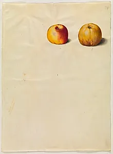 Malus domestica (almindelig æble) by Hans Simon Holtzbecker