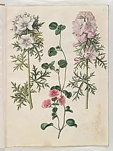 Malva moschata (moskus-katost); Malva eller Malope (art af katost eller malope) by Hans Simon Holtzbecker