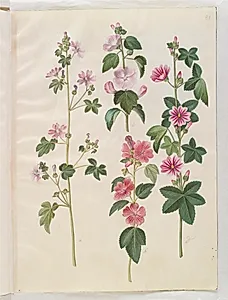 Malva sylvestris (almindelig katost); Lavatera thuringiaca (tysk poppelrose) by Hans Simon Holtzbecker