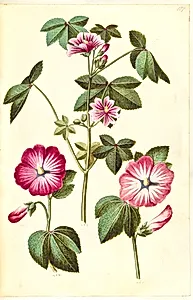 Malva sylvestris (almindelig katost); Lavatera trimestris (mamelukærme) by Hans Simon Holtzbecker