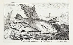 Marlinen (Merlanus, Aselli species) by Albert Flamen