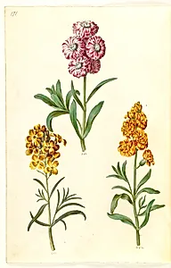 Matthiola incana (vinter-levkøj); Erysimum cheiri (gyldenlak) by Hans Simon Holtzbecker