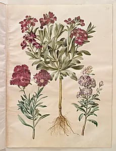 Matthiola incana (vinter-levkøj) by Hans Simon Holtzbecker