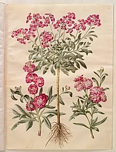 Matthiola incana (vinter-levkøj) by Hans Simon Holtzbecker