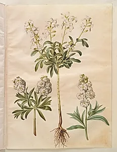 Matthiola incana (vinter-levkøj) by Hans Simon Holtzbecker