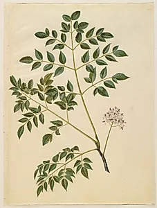 Melia azedarach (paternostertræ) by Hans Simon Holtzbecker