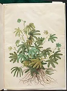 Mimosa polydactyla (mangefingret mimose) by Hans Simon Holtzbecker