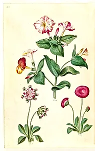 Mirabilis jalapa (vidunderblomst); Bellis perennis (almindelig tusindfryd) by Hans Simon Holtzbecker