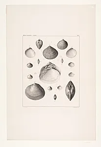 Mollusca grøndlandia, tavle I by Ubekendt