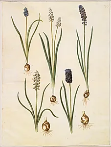 Muscari botryoides (almindelig perlehyacint); Muscari racemosum (muskat-perlehyacint); Muscari neglectum by Hans Simon Holtzbecker