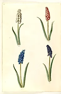 Muscari botryoides (almindelig perlehyacint) by Hans Simon Holtzbecker