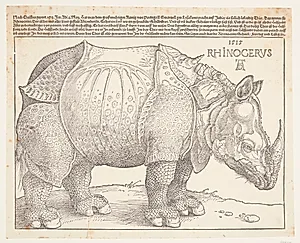 Næsehornet by Albrecht Dürer