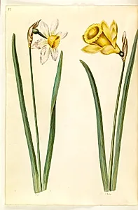 Narcissus ×incomparabilis (have-narcis); Narcissus pseudonarcissus (påskelilje) by Hans Simon Holtzbecker
