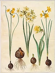 Narcissus jonquilla (siv-narcis); Narcissus tazetta aureus (guld-tazet); Narcissus pseudonarcissus bicolor (tofarvet påskelilje) by Hans Simon Holtzbecker