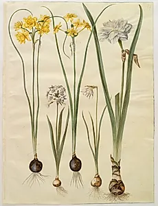 Narcissus jonquilla (siv-narcis); Narcissus tazetta (tazet); Narcissus pseudonarcissus moschatus (moskus-narcis); Narcissus poeticus (pinselilje) by Hans Simon Holtzbecker