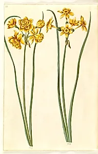 Narcissus jonquilla (siv-narcis) by Hans Simon Holtzbecker