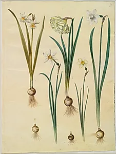 Narcissus ×medioluteus (toblomstret narcis); Narcissus pseudonarcissus; Narcissus (narcis); Narcissus poeticus (pinselilje); Narcissus ×tenuior by Hans Simon Holtzbecker