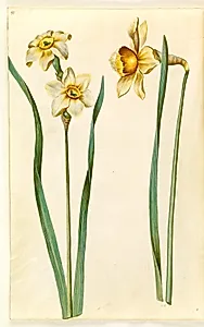 Narcissus ×medioluteus (toblomstret narcis); Narcissus ×incomparabilis (have-narcis) by Hans Simon Holtzbecker
